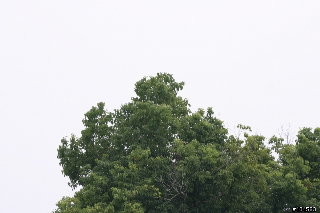 騰龍 A17 VS SIGMA 70-300 DG