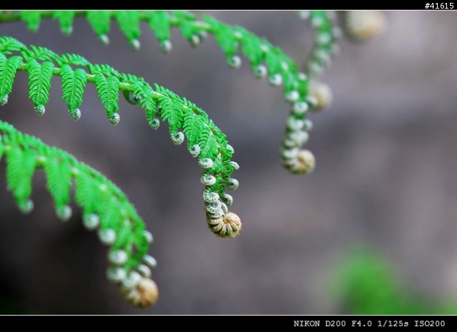 Nikkor-S 50mm F1.4, Nikkor-Q 135mm F2.8 老鏡對決