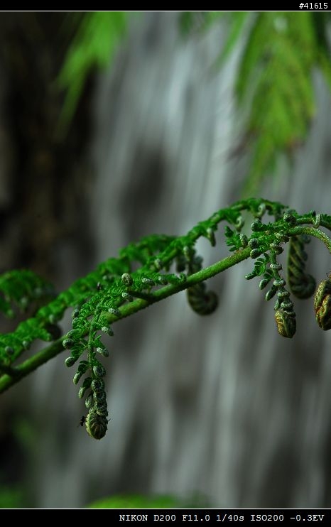 Nikkor-S 50mm F1.4, Nikkor-Q 135mm F2.8 老鏡對決