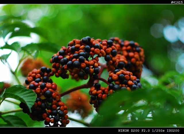Nikkor-S 50mm F1.4, Nikkor-Q 135mm F2.8 老鏡對決