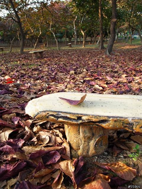 回饋跟我一樣想買DSLR的新手做參考!