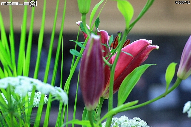 繼 CANON 400D+NIKKOR 50mm/1.4 ... 今天又要玩LEICA鏡頭了 (圖很多)