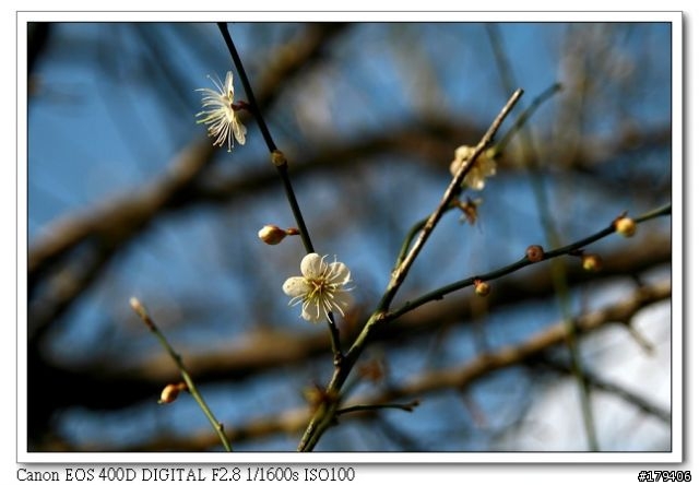 Tamron 17-50mm f2.8 for CANON