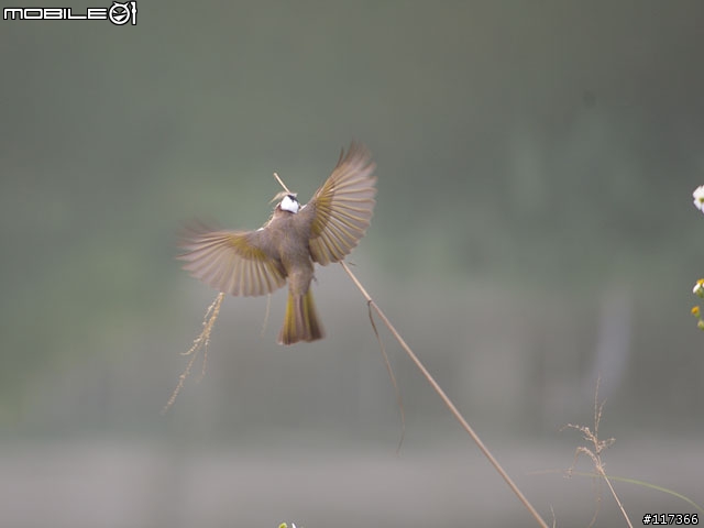 早晨河濱公園的鳥真多