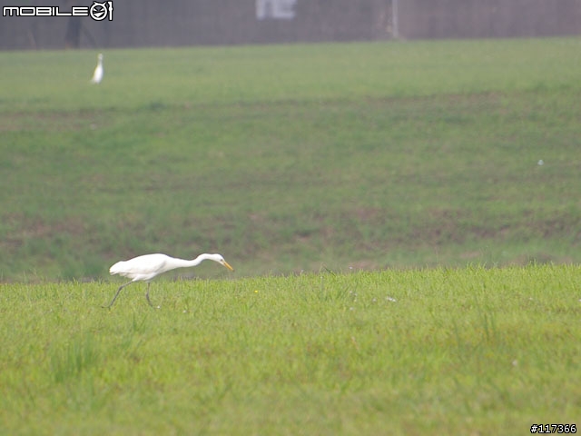早晨河濱公園的鳥真多