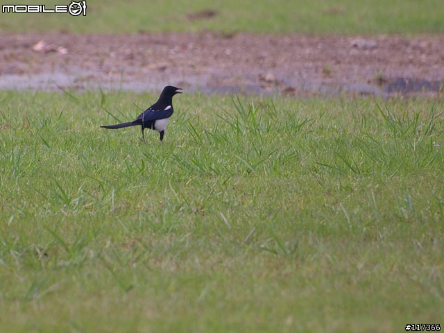早晨河濱公園的鳥真多