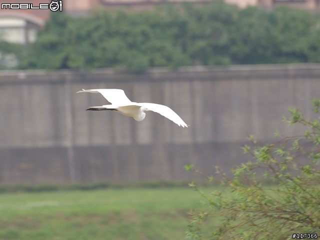 早晨河濱公園的鳥真多