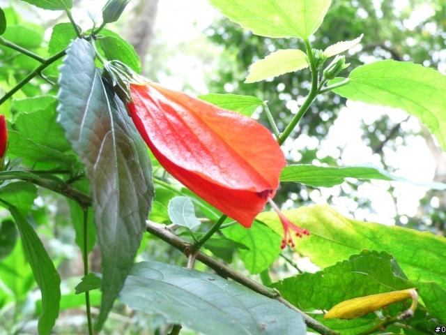Panasonic LX-2淺景深攻略