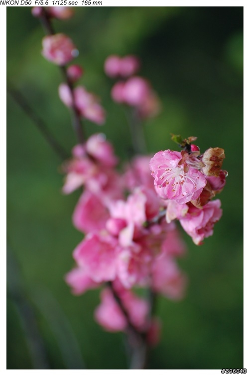 Nikon vr 70-300mm 台14線梅峰農場野趣實拍