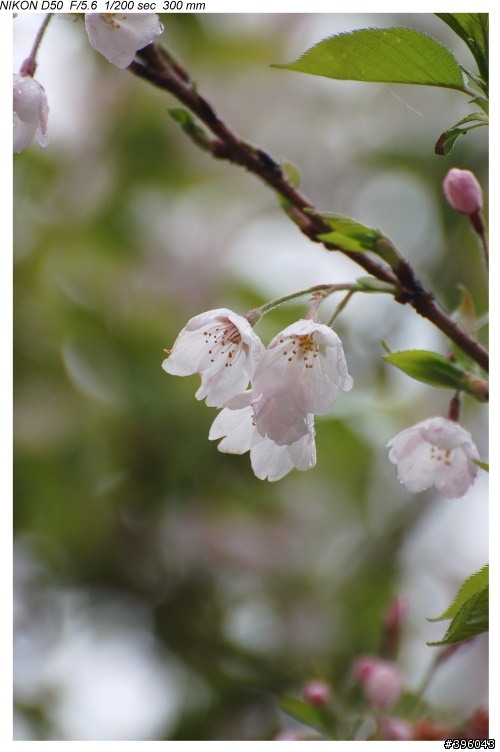 Nikon vr 70-300mm 台14線梅峰農場野趣實拍