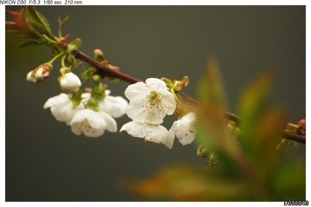 Nikon vr 70-300mm 台14線梅峰農場野趣實拍
