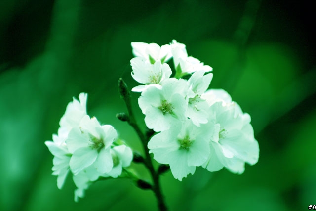 <<共享>>Tokina AT-X 535 PRO DX + CANON 400D 作品照片第一次處女座分享
