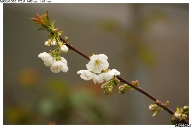 Nikon vr 70-300mm 台14線梅峰農場野趣實拍