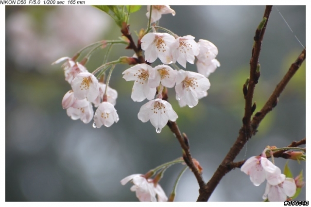 Nikon vr 70-300mm 台14線梅峰農場野趣實拍