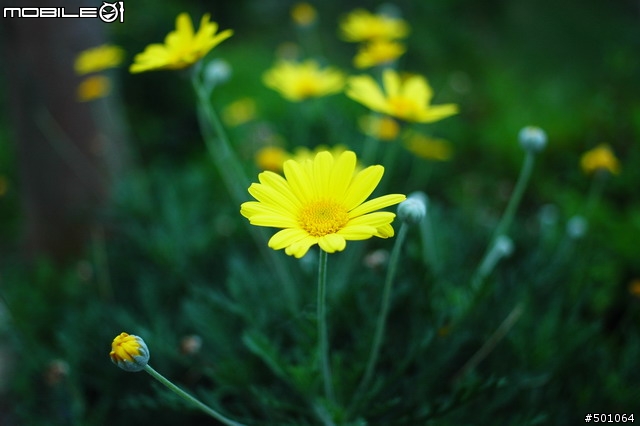老鏡分享-Nikon AF Nikkor 28mm F2.8
