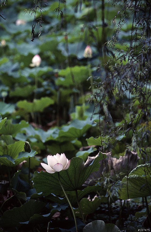 F80 + RVP100 + AFS80-200/2.8D
