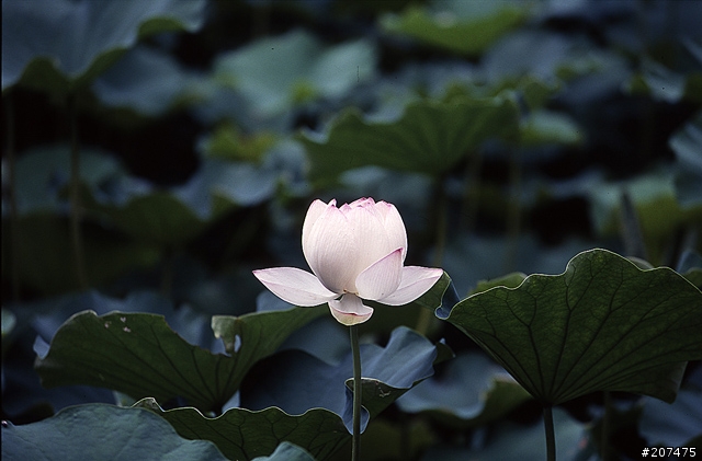 F80 + RVP100 + AFS80-200/2.8D