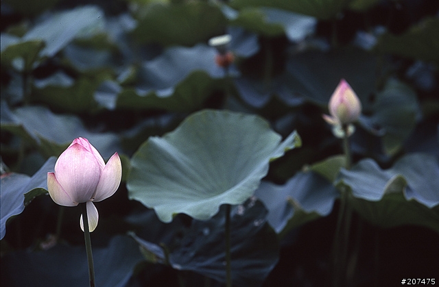 F80 + RVP100 + AFS80-200/2.8D