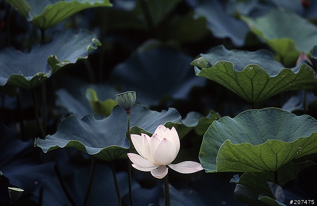 F80 + RVP100 + AFS80-200/2.8D