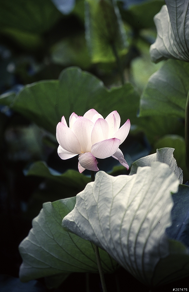 F80 + RVP100 + AFS80-200/2.8D
