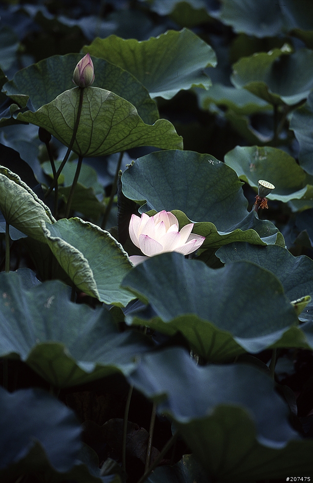 F80 + RVP100 + AFS80-200/2.8D