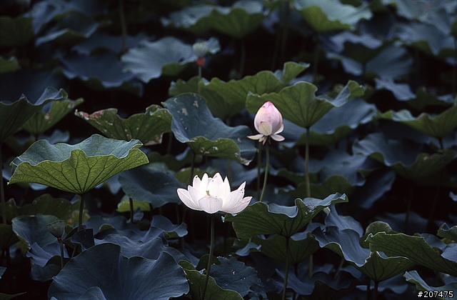 F80 + RVP100 + AFS80-200/2.8D