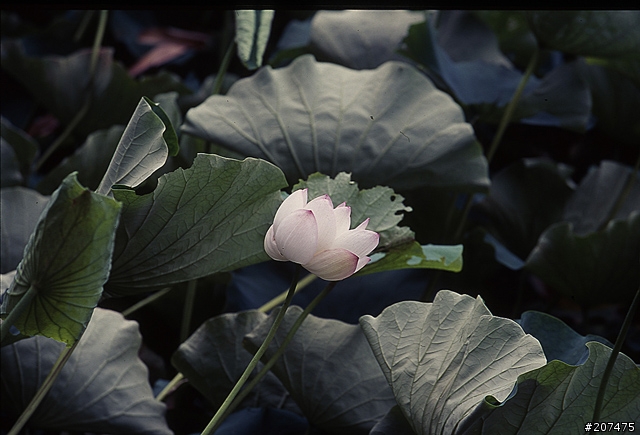F80 + RVP100 + AFS80-200/2.8D