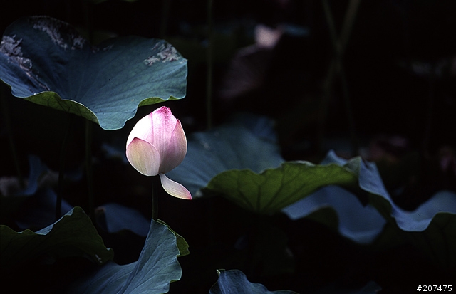 F80 + RVP100 + AFS80-200/2.8D