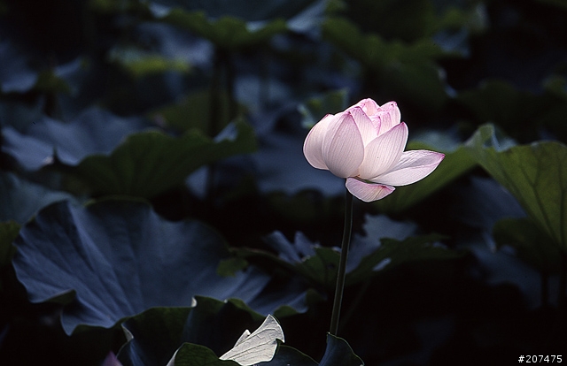 F80 + RVP100 + AFS80-200/2.8D