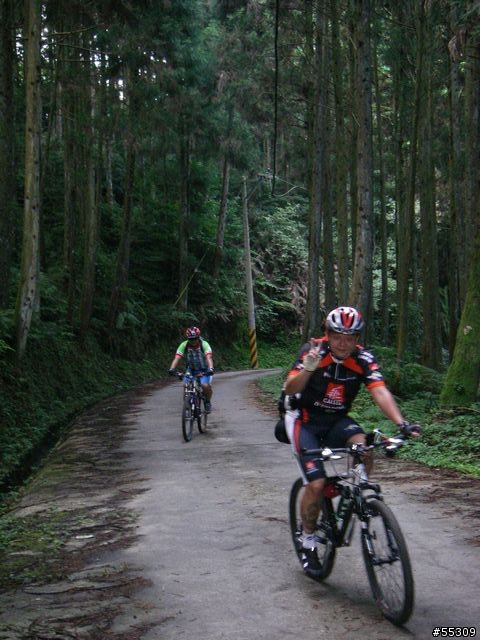 羅山林道北線