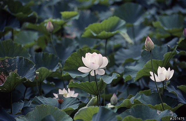 F80 + RVP100 + AFS80-200/2.8D