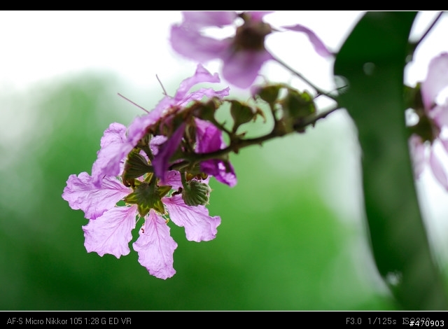 13/7/07 更新@又一 Nikkor 105 f/2.8 VR micro 開箱啦~ 新曾測試照