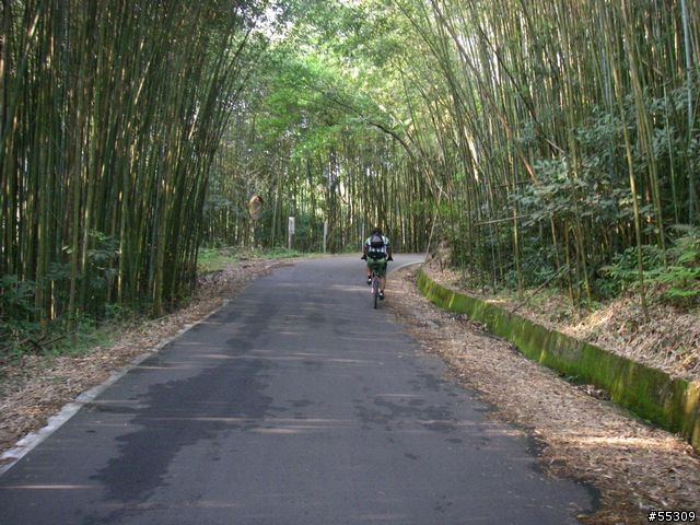 羅山林道北線