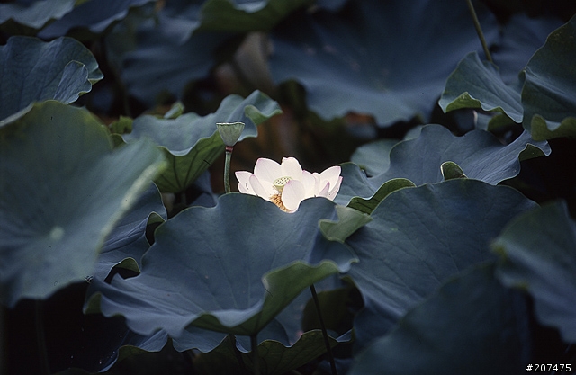 F80 + RVP100 + AFS80-200/2.8D