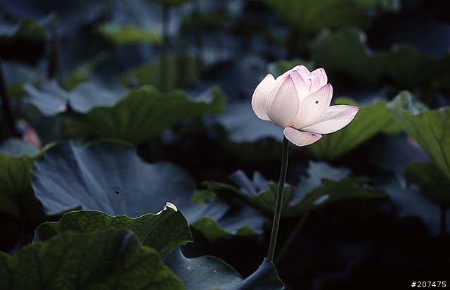F80 + RVP100 + AFS80-200/2.8D