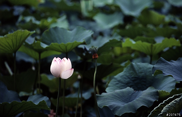 F80 + RVP100 + AFS80-200/2.8D