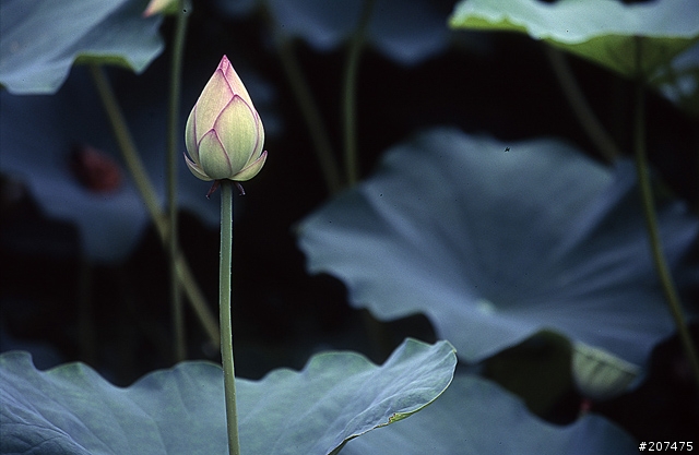 F80 + RVP100 + AFS80-200/2.8D