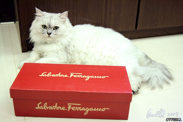新敗的鞋鞋... ferragamo---入境隨俗~新增圖片嚕!