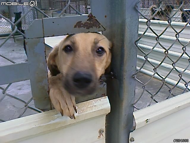 17隻黃金獵犬