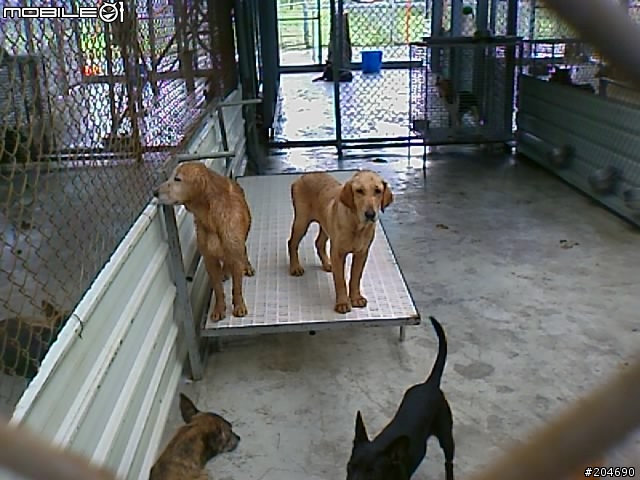 17隻黃金獵犬