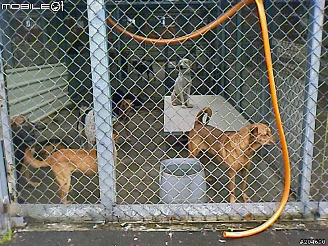 17隻黃金獵犬