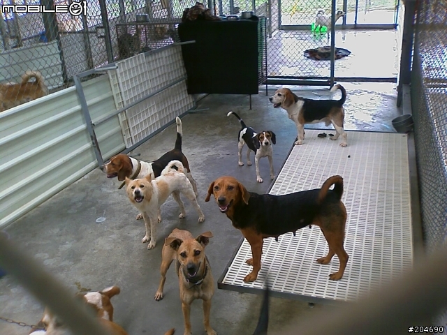 17隻黃金獵犬