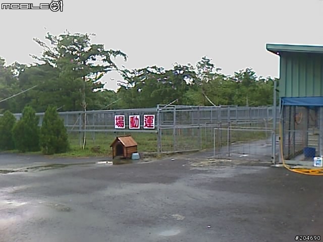 17隻黃金獵犬