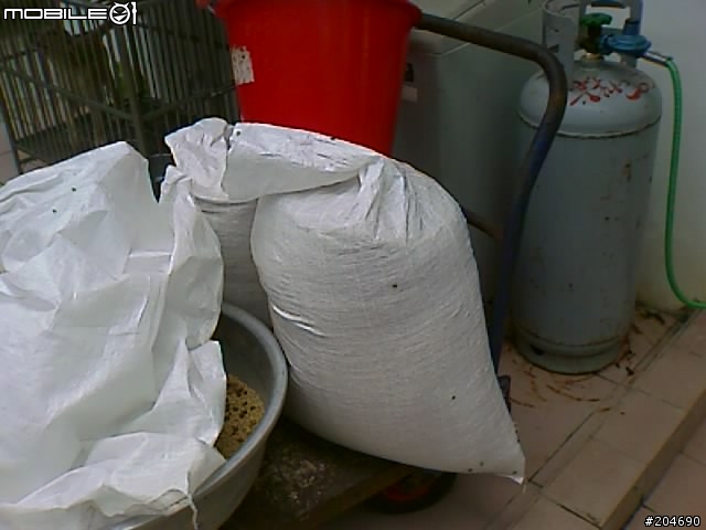 17隻黃金獵犬