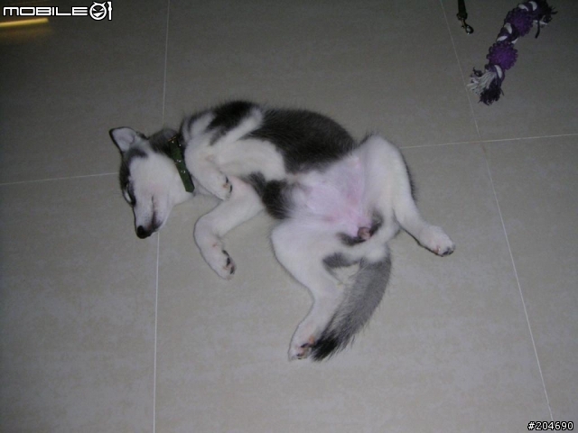 17隻黃金獵犬