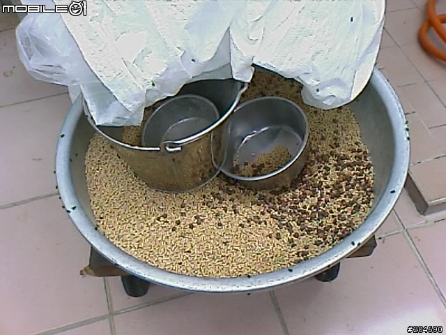 17隻黃金獵犬
