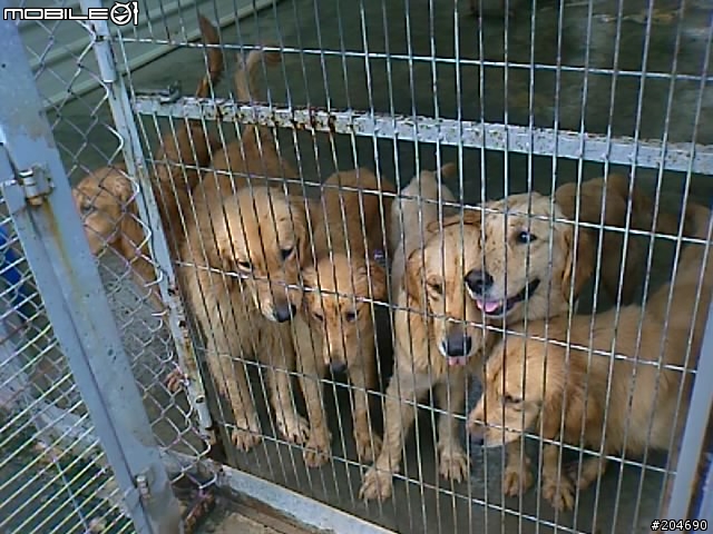 17隻黃金獵犬
