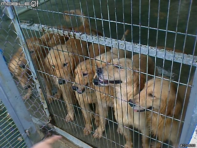 17隻黃金獵犬