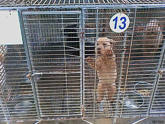 17隻黃金獵犬