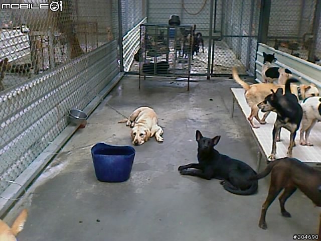 17隻黃金獵犬